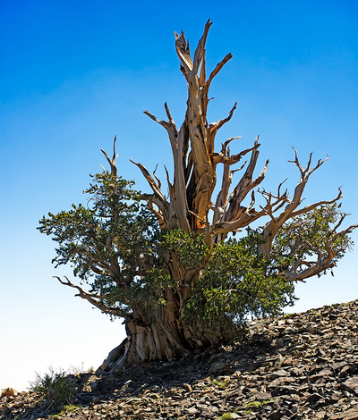 Bristlecone Pines - CFR Photographic